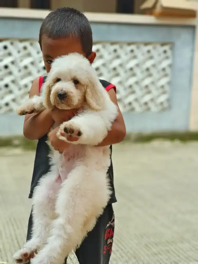 GIANT POODLE BETINA KOSONGAN MURAH