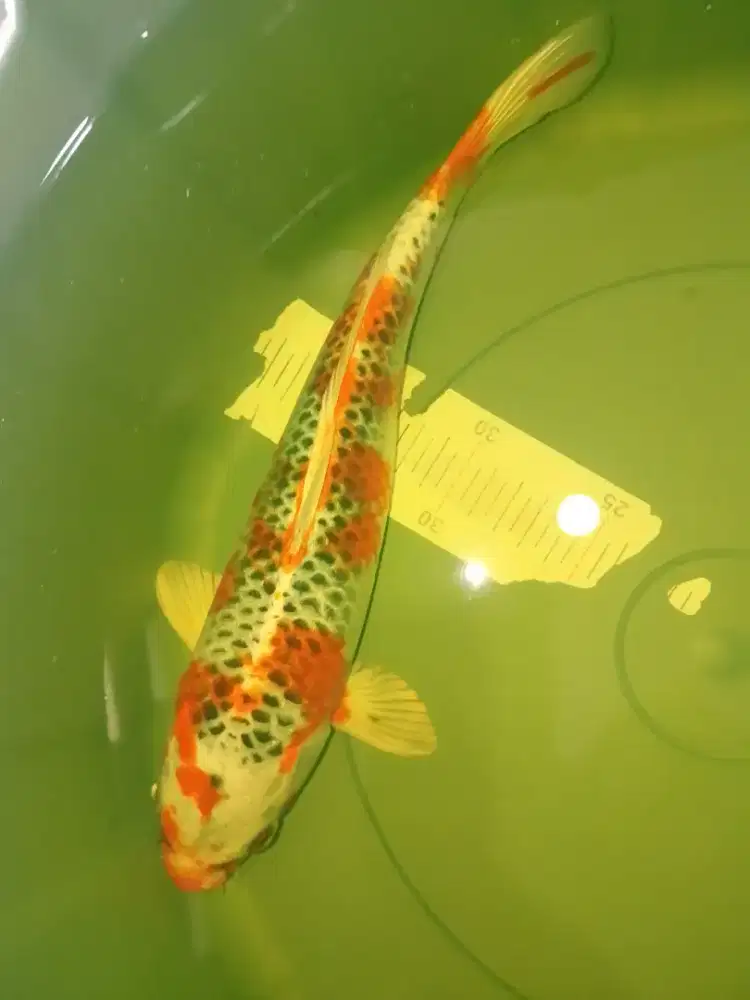 Ikan koi Kujaku ukuran 32cm pola bagus