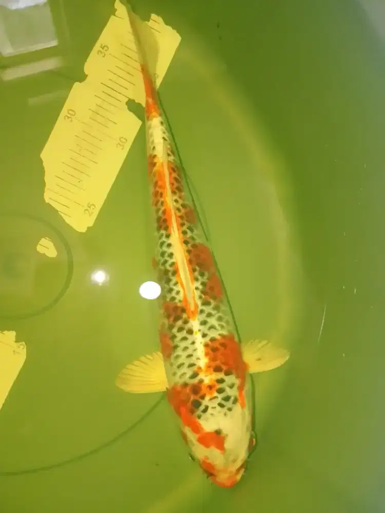 Ikan koi jenis Kujaku size 32cm