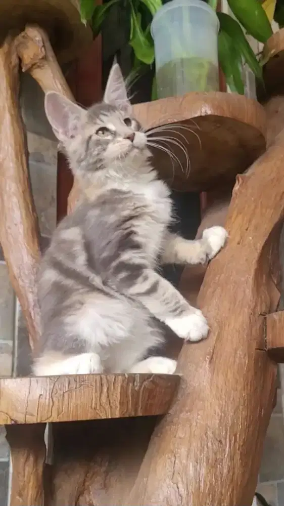 Mainecoon Betina