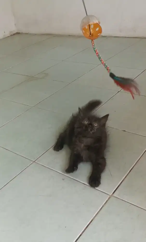 Kitten 2.5 bulan