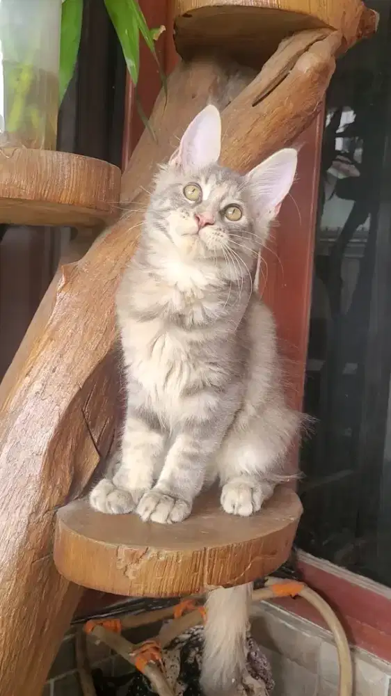 Mainecoon Betina