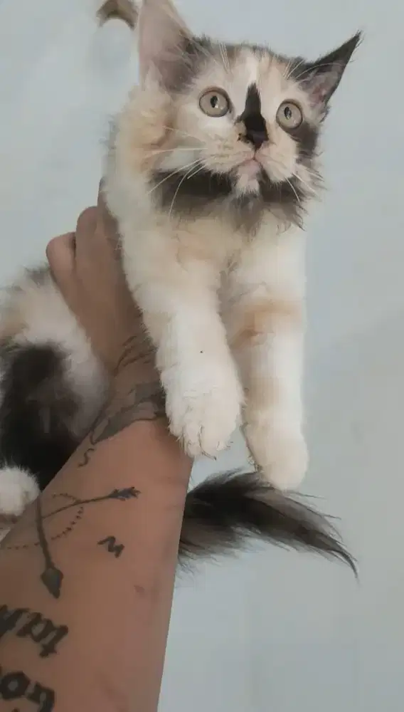 Kitten 2.5 bulan