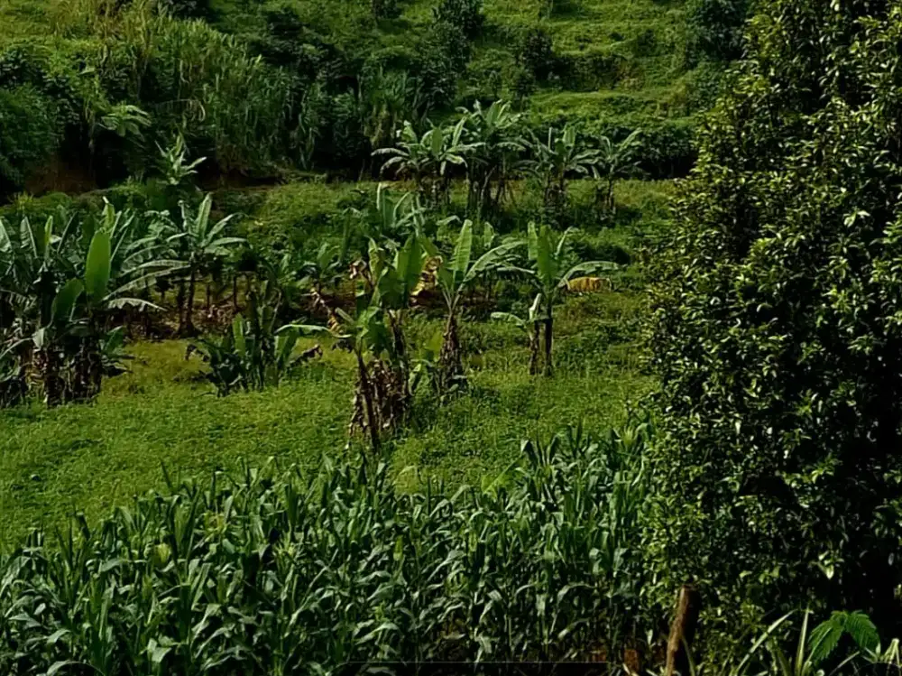 Di jual tanah murah