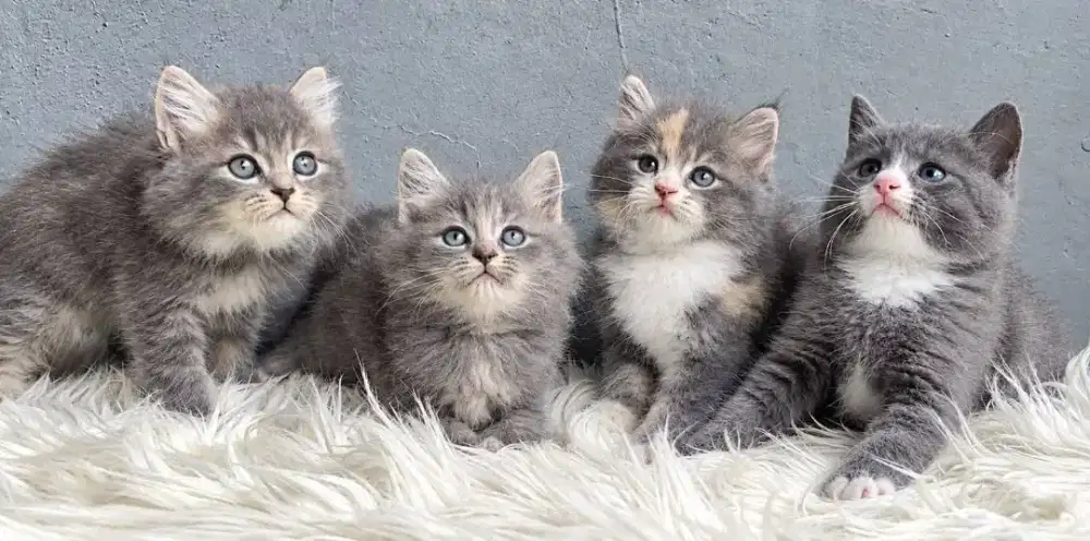 Persia lucu lucu