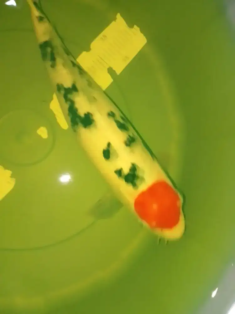 Ikan koi jenis Tancho Sanke 38cm