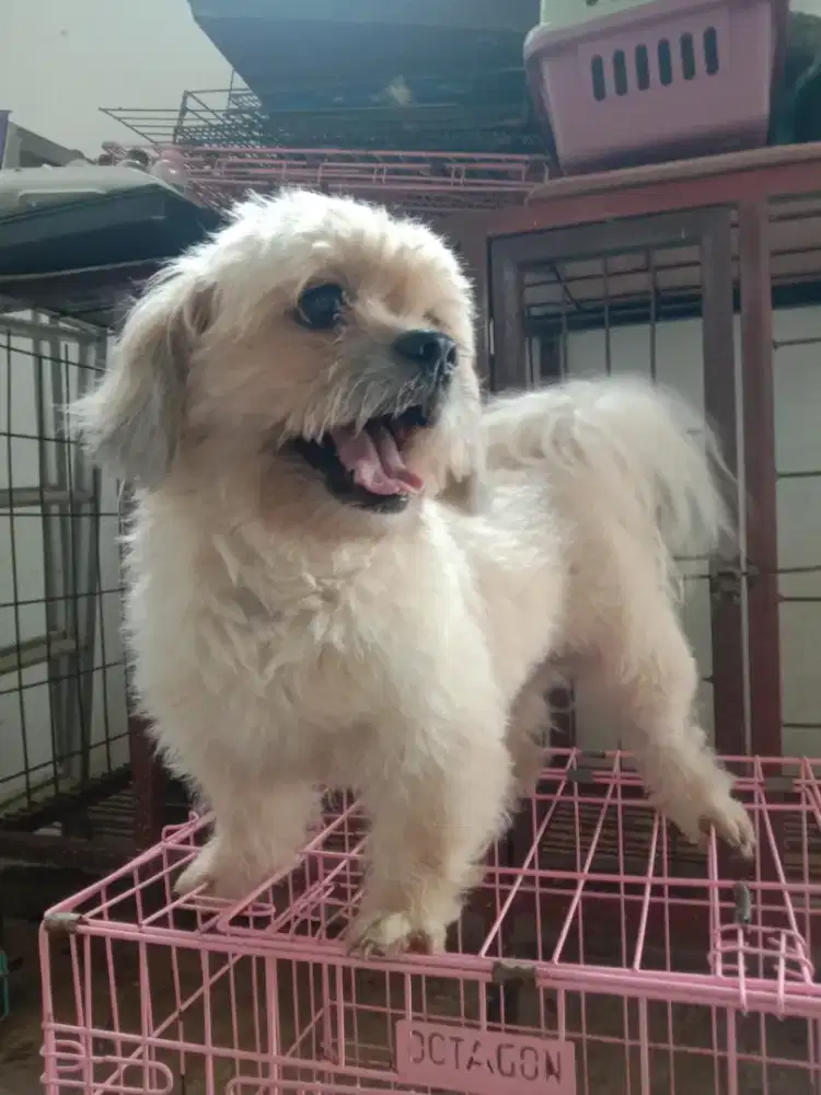 Anjing Ras Shitzu