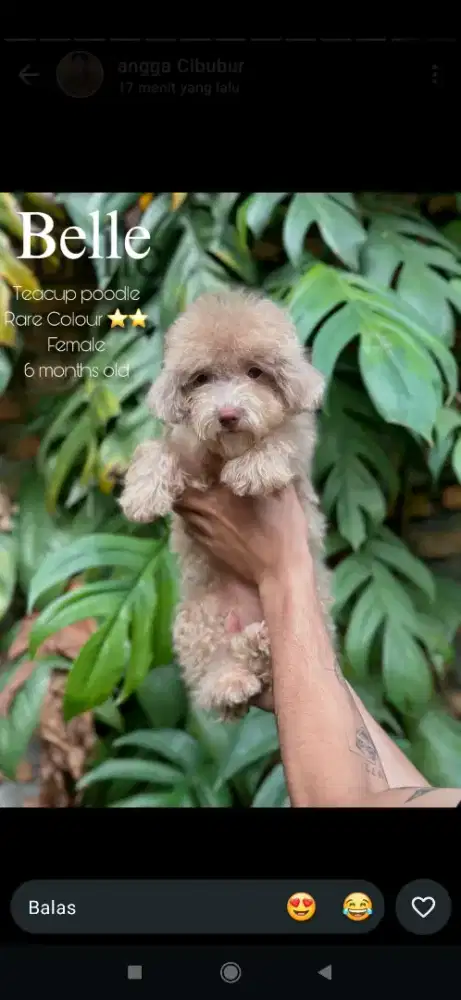 Poodle phantom silver betina
