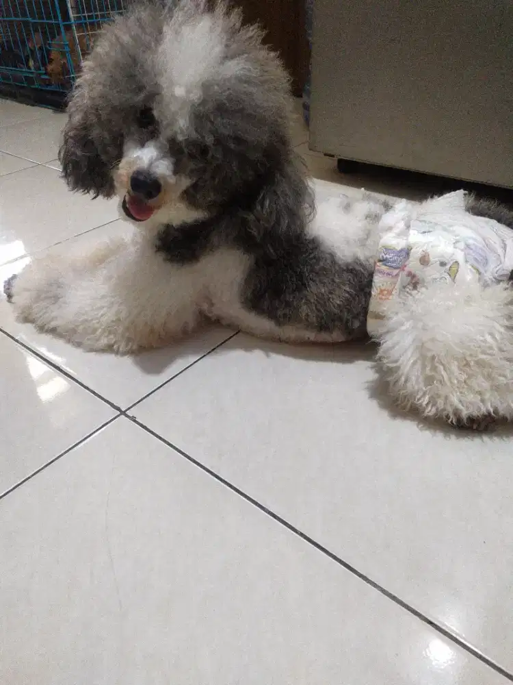 Poodle miniature jantan party silver