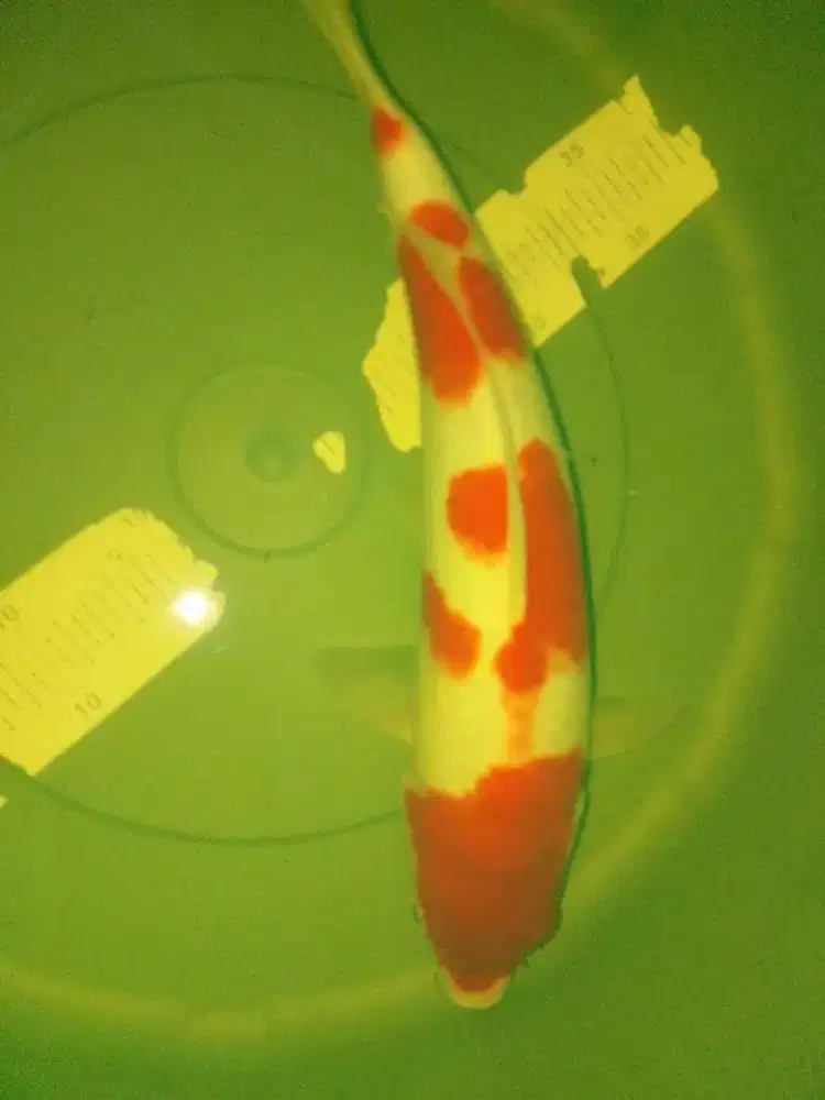 Ikan koi jenis Kohaku size 40cm warna merah