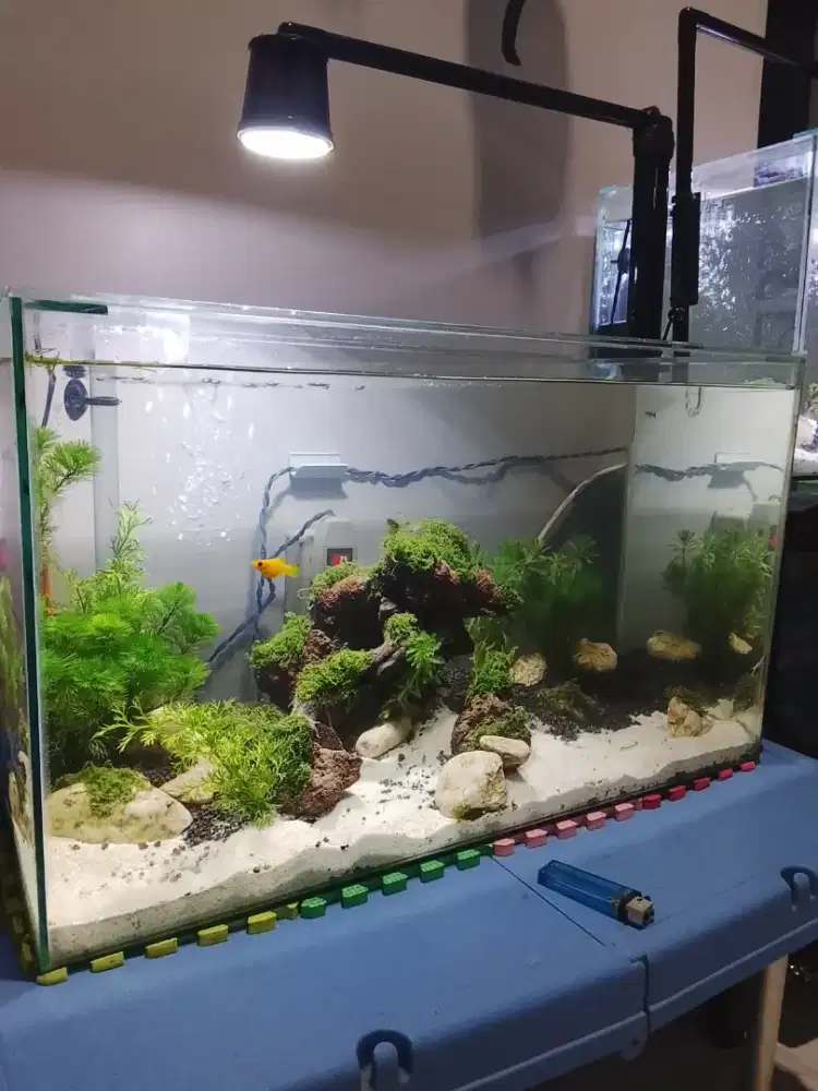 Jual murah aquarium fullset komplit