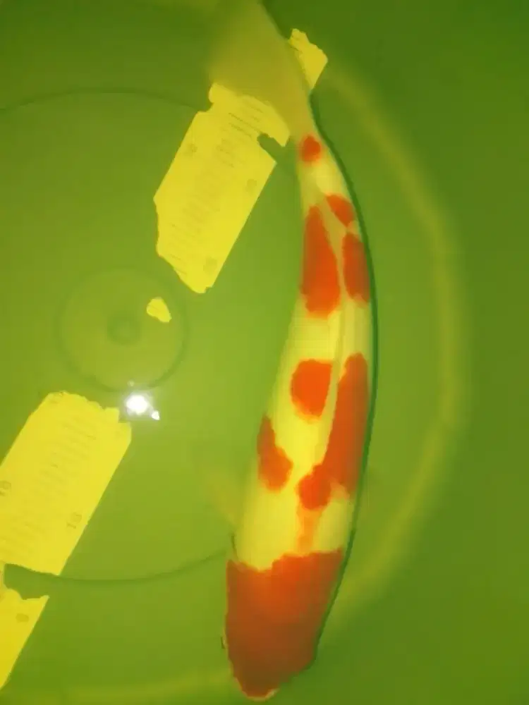 Ikan koi jenis Kohaku size 40cm
