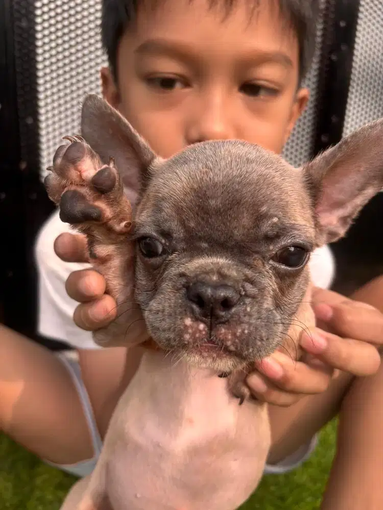 Jual anakan frech buldog usia 2,5 bln