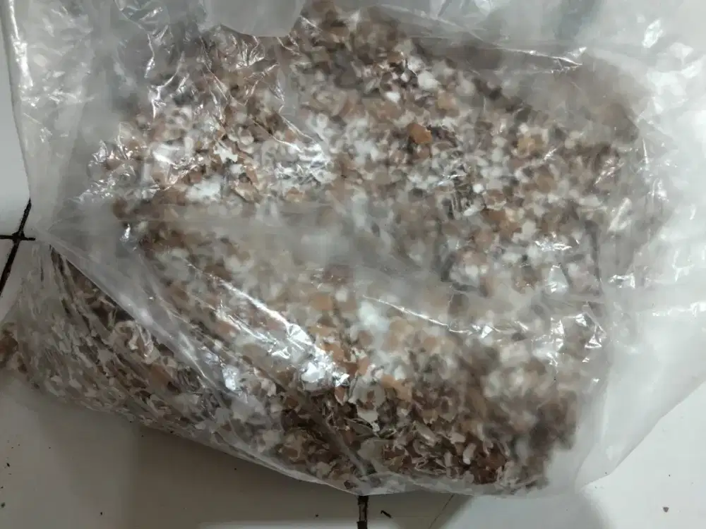 Cangkang telor ,serpihan siap pakai