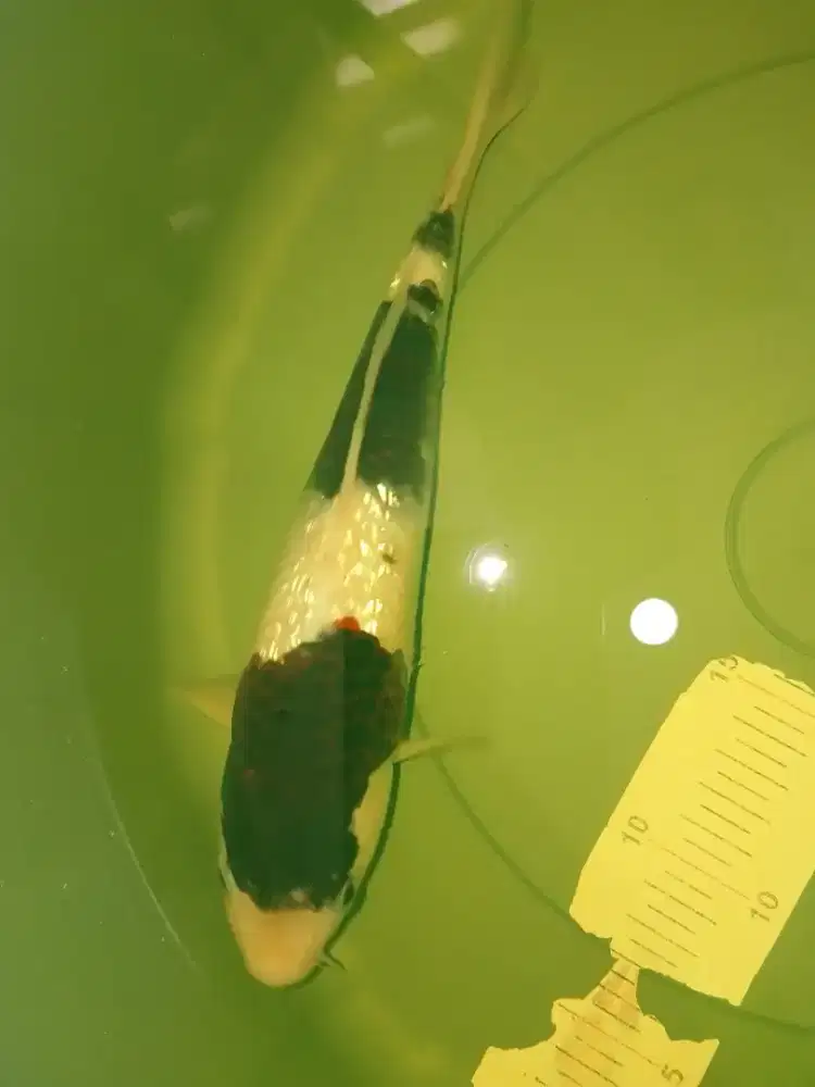 Ikan koi jenis Goromo Ginrin 28cm coklat putih