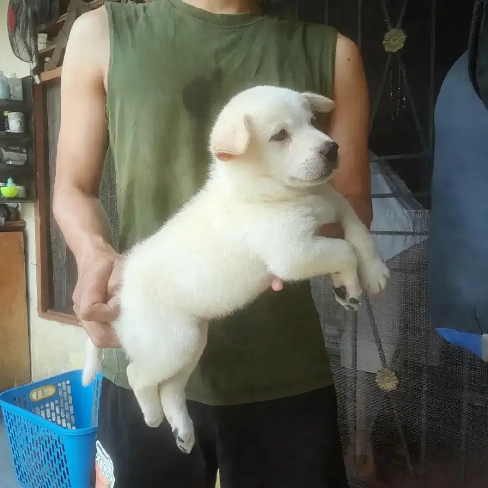 Anak anjing ras besar tinggi gembul