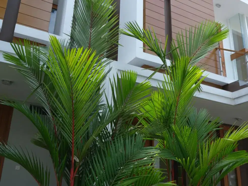 Bebas Custom, Bale Wangsa, Rumah Dekat UGM