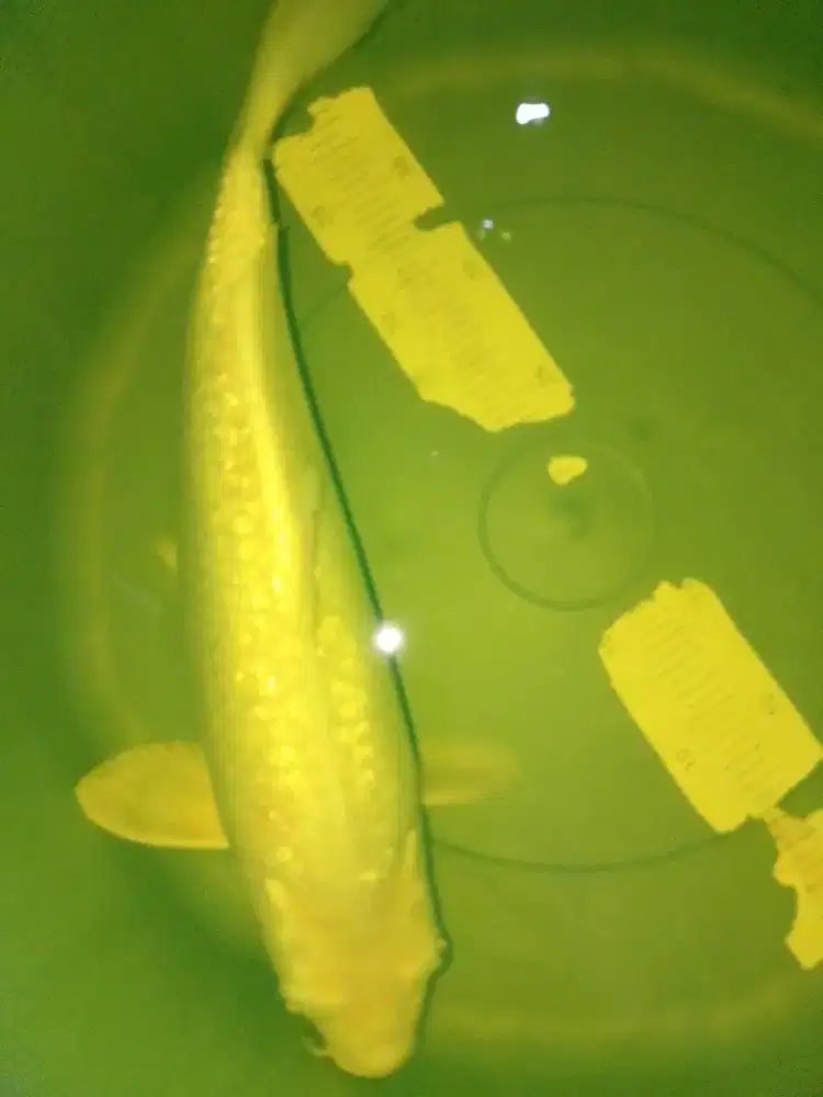 Ikan koi jenis Karashimuji Ginrin 39cm