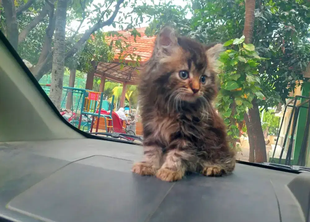 Kucing ragdoll mix persia