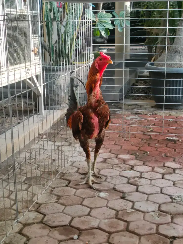 Ayam Pama,line jakarin-gokong.