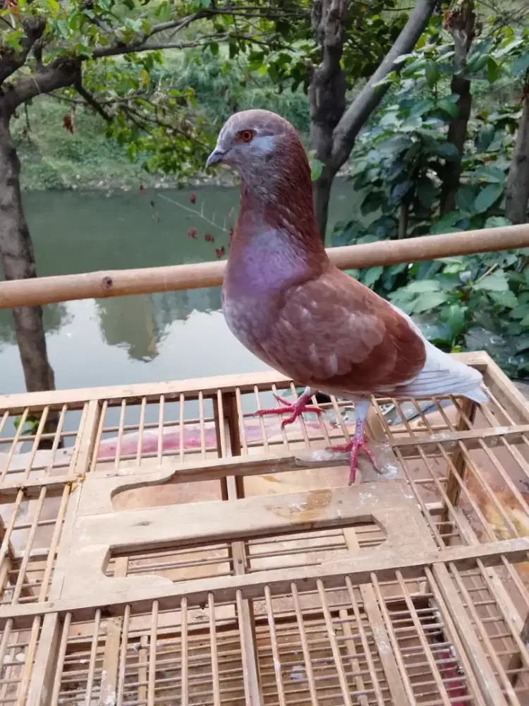 Burung dara merpati tinggian