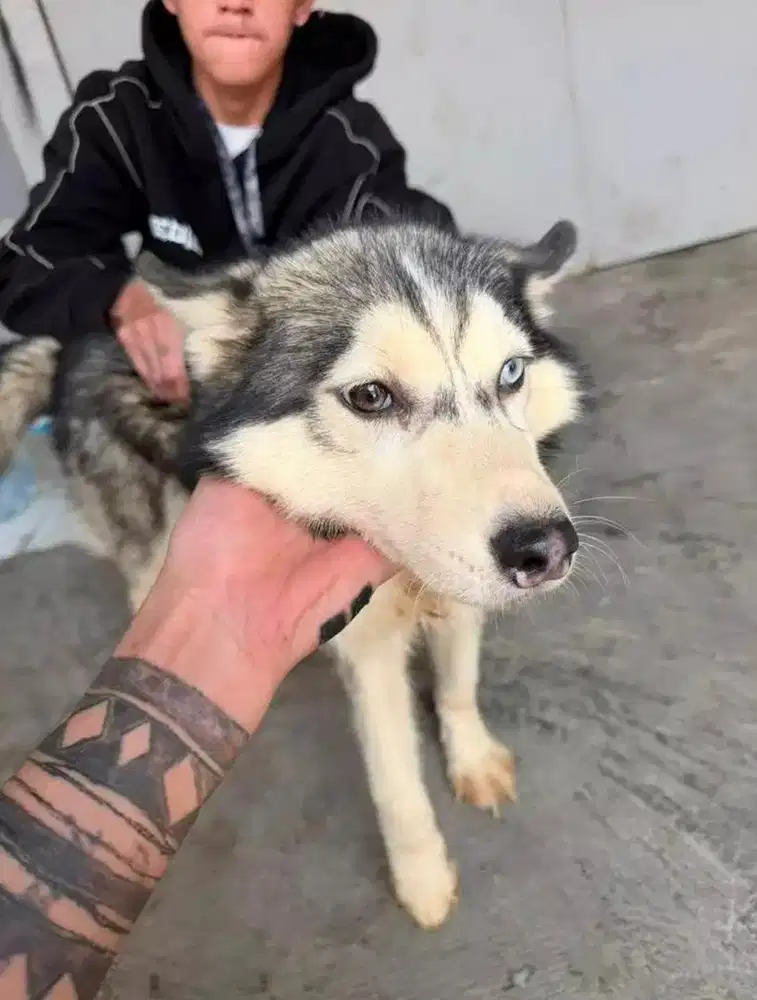 Forsale poddle dan husky