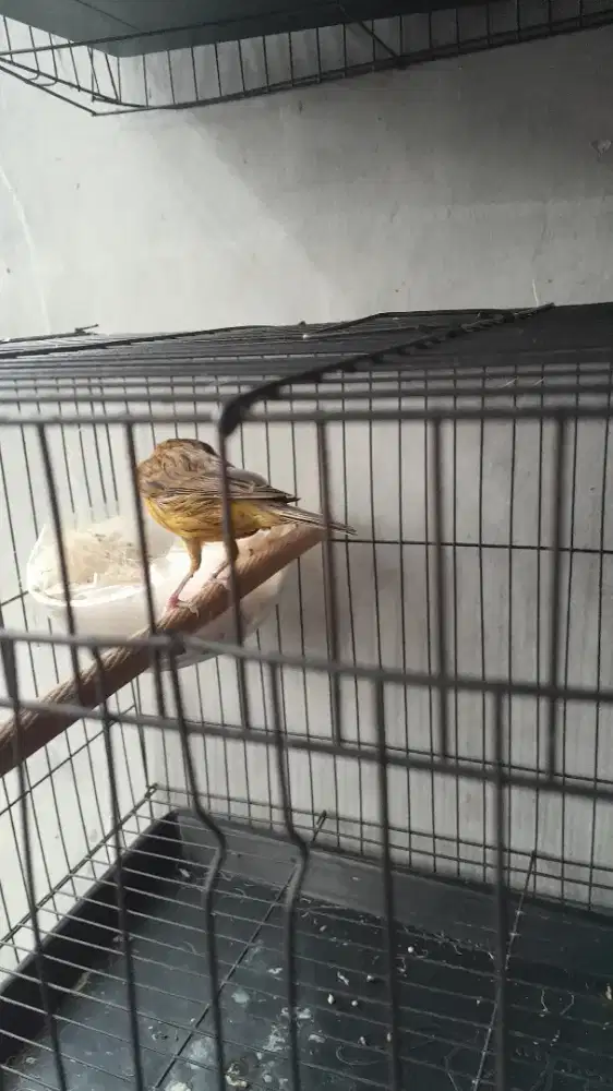 kenari betina siyap produksi