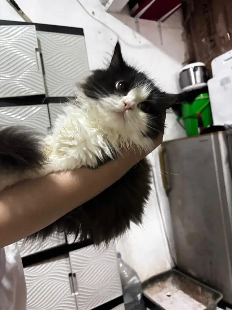Kitten persia tuxedo