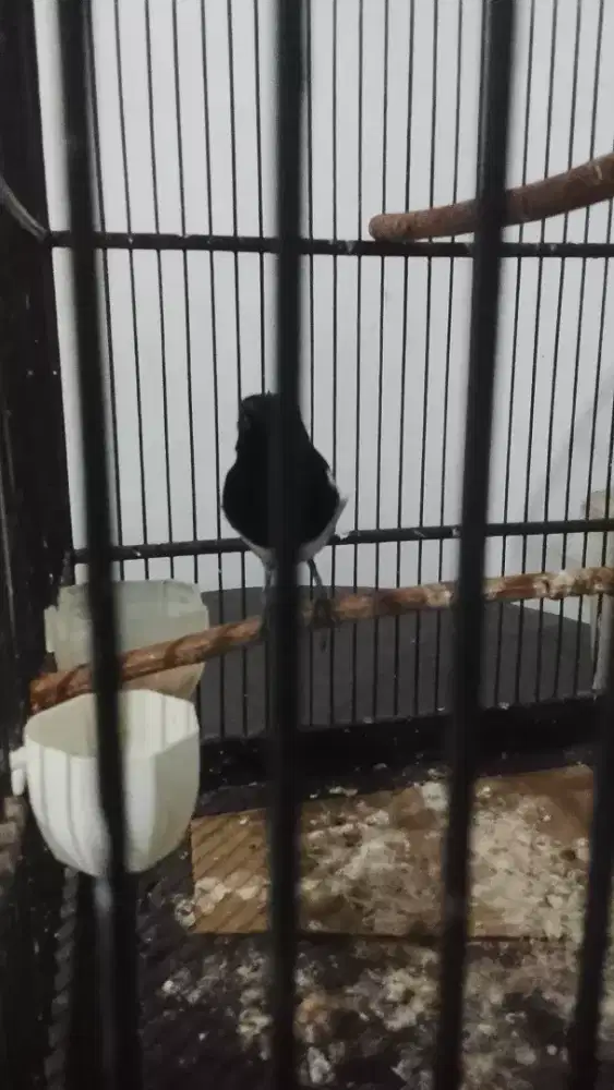 Kacer jinak habis mabung nyisik