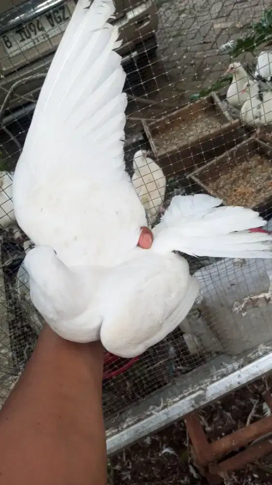 Merpati kipas borongan