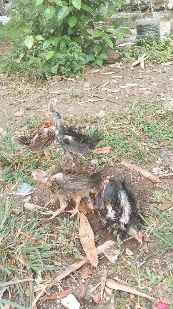 Ayam Birma Walik