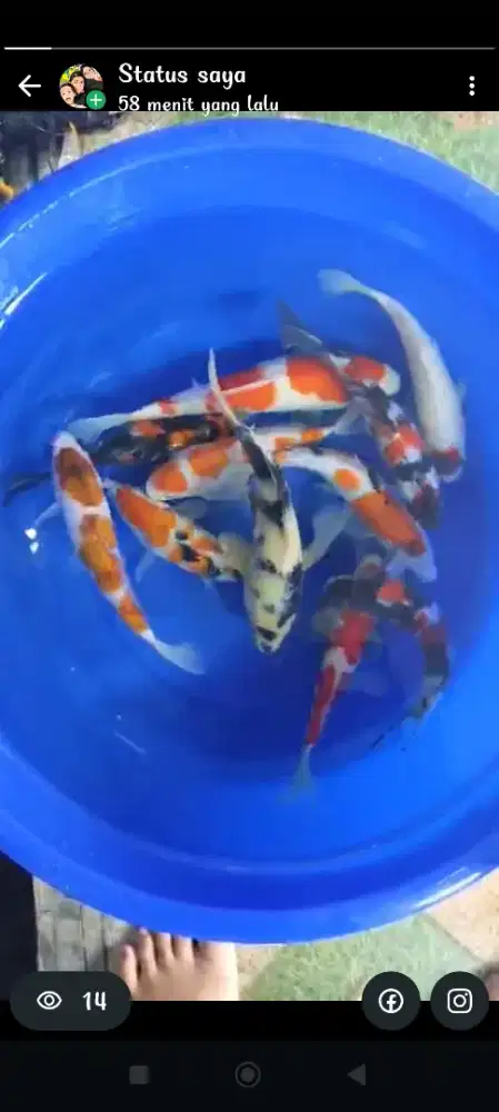 Ikan koi berkualitas