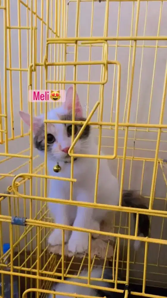 Kucing Persia calico