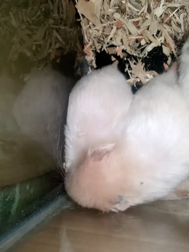 Anakaan hamster