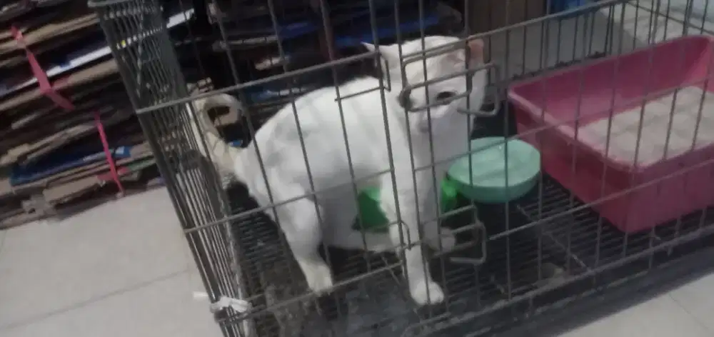 Dijual kucing turunan perdia medum