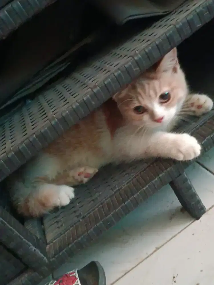 Bsh kitten bico cream jantan