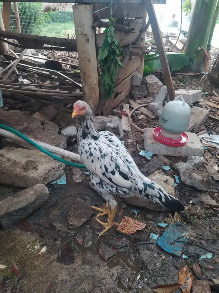 Ayam  bangkok clasic ( betina  usia  7 bulan  masih  dara)