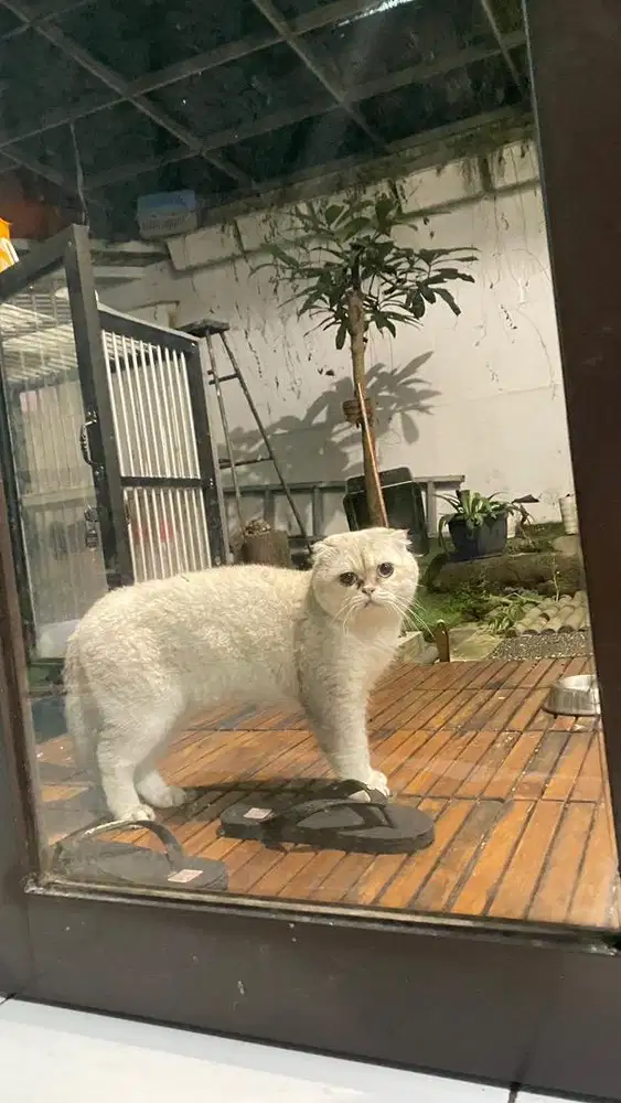 Jasa pacak kucing bsh sf