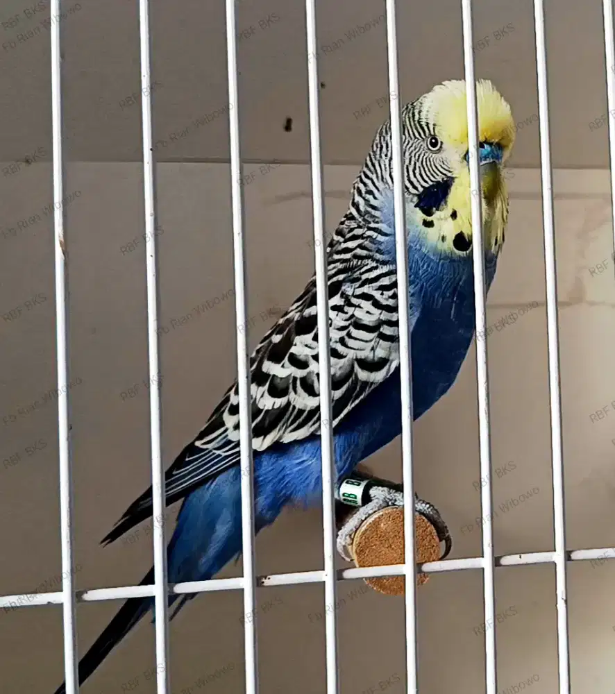 Parkit Mutasi PB