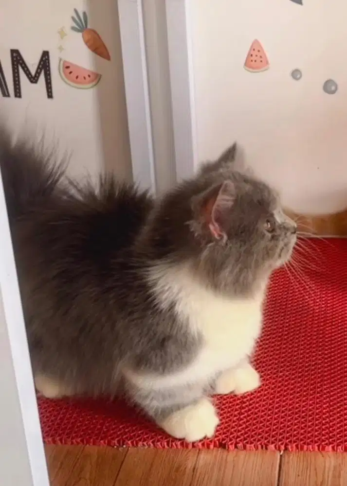 munchkin jantan usia 8bulan sudah vaksin