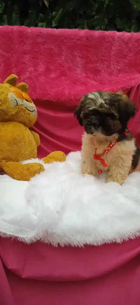 Shintzhu puppy jantan
