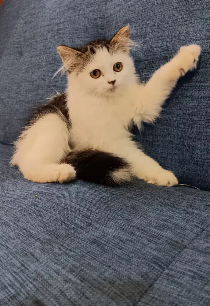Kitten sehat lucu lucu
