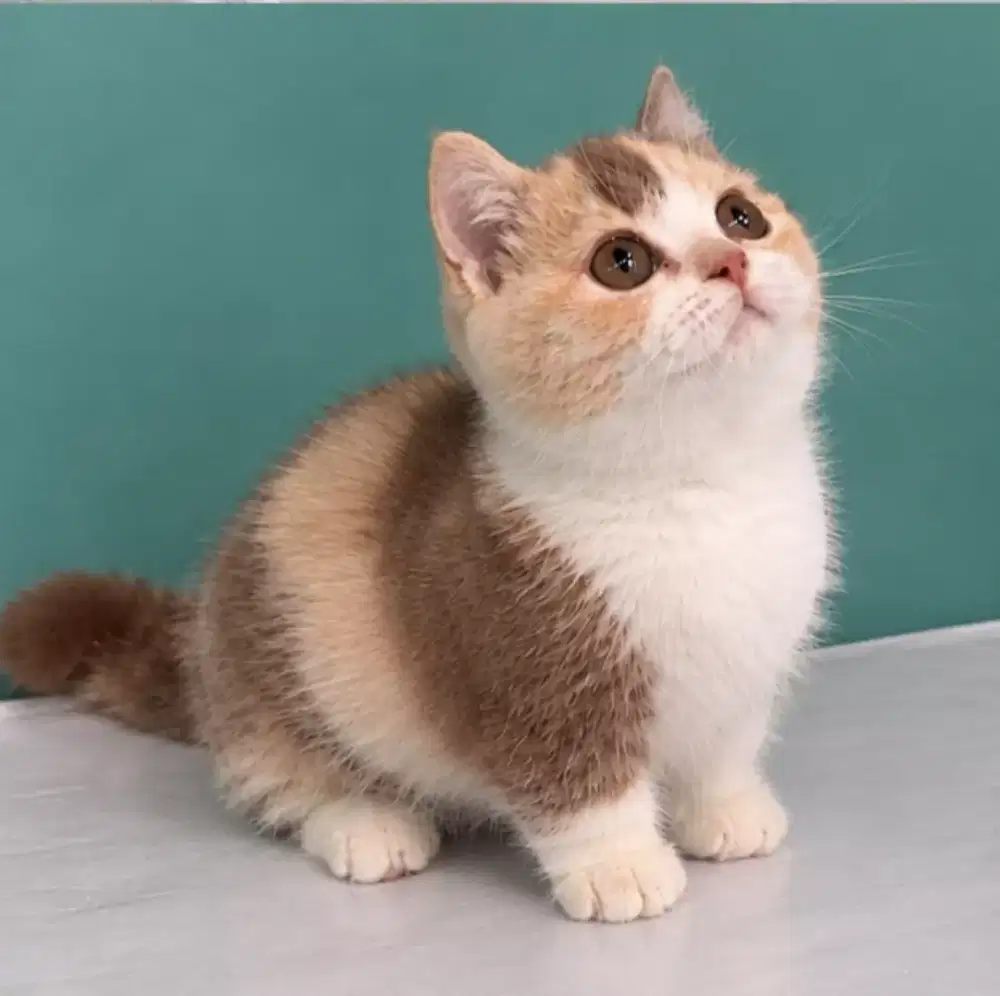 Munckhin Calico cinamon 4 bulan