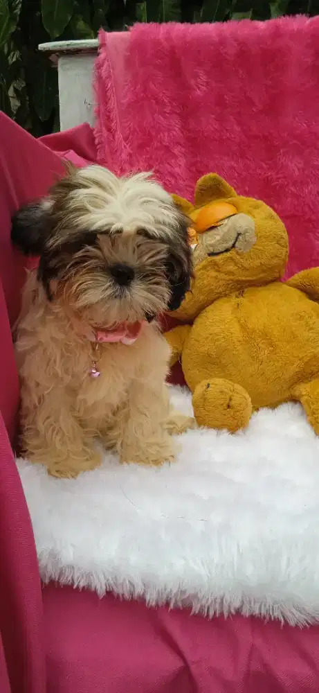 Shintzhu puppy betina 3bulan nego