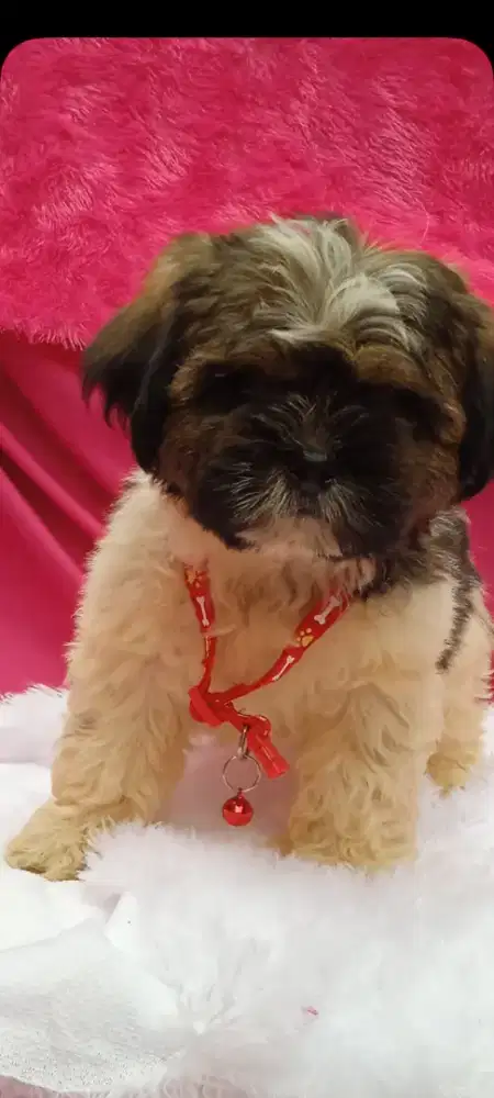 Shintzhu puppy jantan 3bln nego