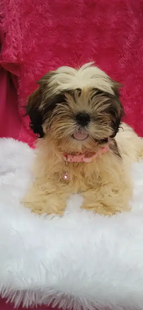 Shintzhu puppy betina 3bln mini