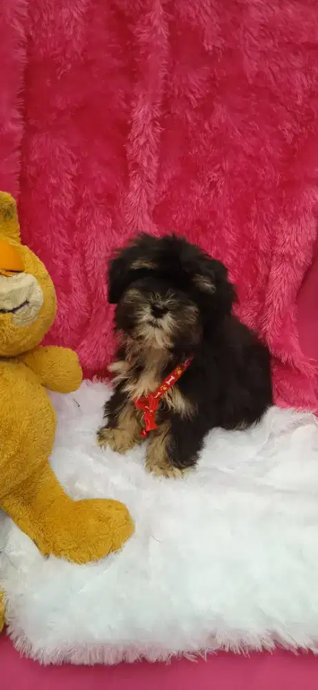 Shintzhu mix maltis 3bln jantan