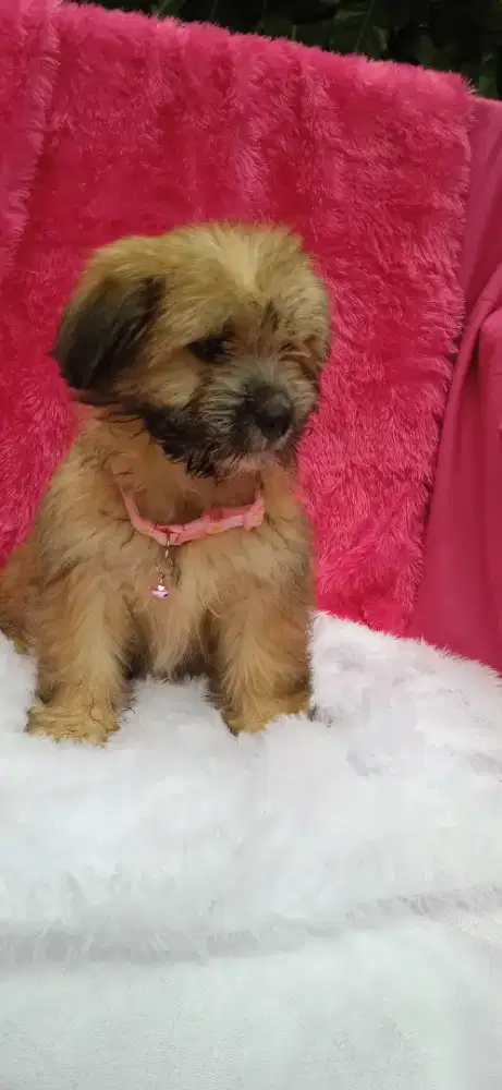 Shintzhu mix maltis betina 3bulan nego