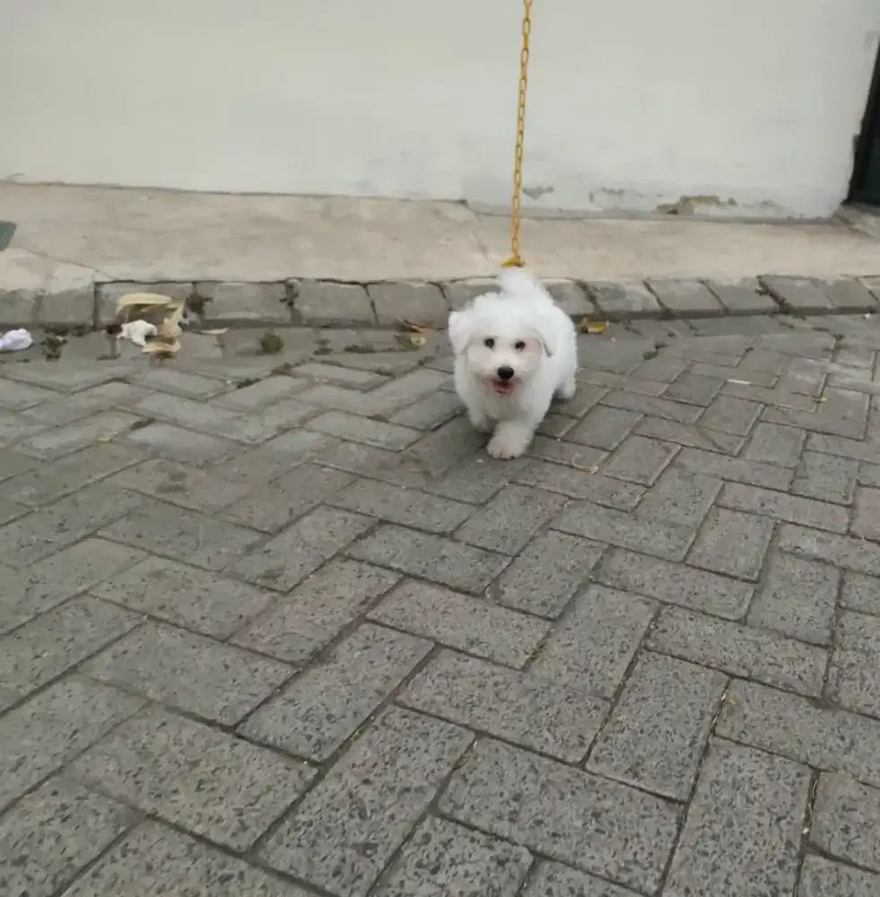 Mini Korean Bichon Frise Jantan
