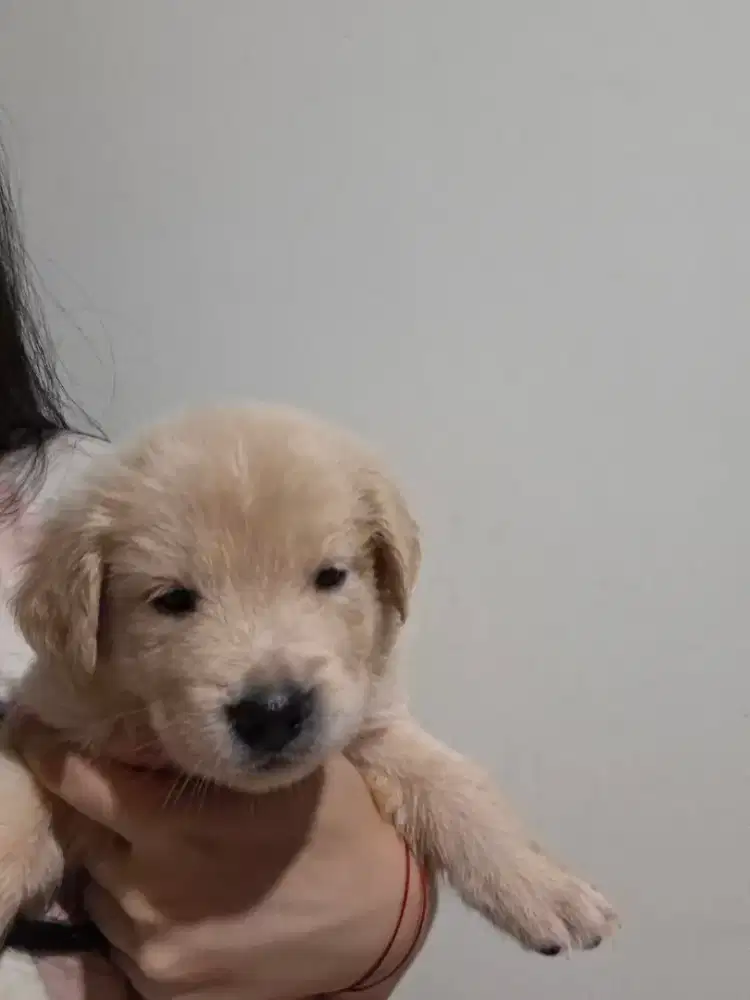 Di jual anjing golden